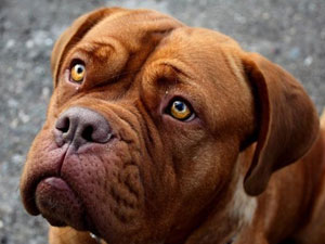 4 yaşındaki kızı parçaladı