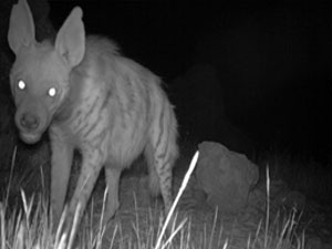 Leopardan sonra şimdi de...