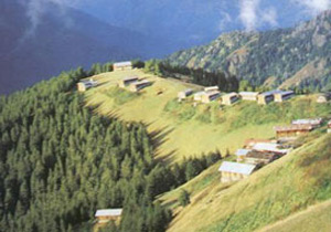 Karadeniz'e arı safarisi