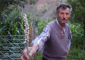 Gümüşhane'de Salyangoz İstilası