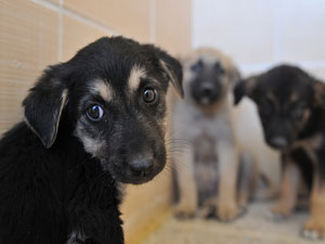 Köpeğini başı boş bırakan yandı!