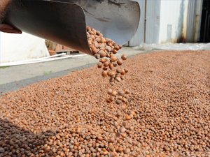 Trabzon'dan İspanyollar'a Fındık Tepkisi