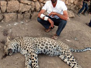 Trabzon'dan leopar  tepkisi!