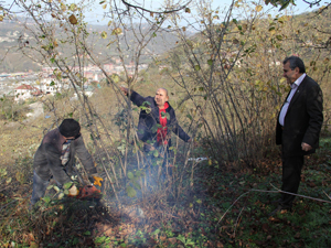 Trabzon'da fındık bahçeleri neden sökülüyor?