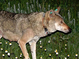 İlk verici takılan kurt ölü bulundu