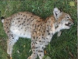 Sonunda 'Asena'yı da öldürdük!