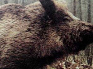 Yaban domuzu çobana saldırınca...