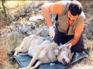 "Asena" ilk değil...!