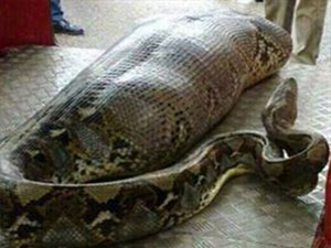 Dev piton insan yuttu!