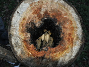 Ordu'da arılar ağaçta bal üretiyor