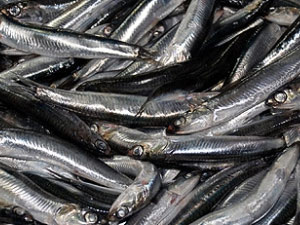 Hamsinin şifreleri çözülüyor