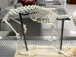 Bilim bu sefer tüyler ürpertti!