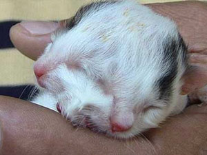 Hatay'da 'iki yüzlü' kedi doğdu