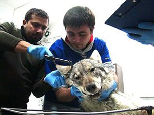 Tırın çarptığı kurda ötanazi