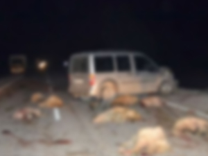 Trabzon'da arabayla koyun sürüsüne çarptı