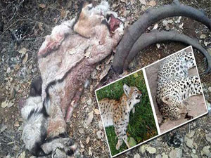 Leoparın ardından onu da katlettik