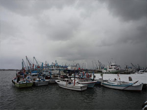 "Soğuk hava hamsiyi geri getirecek"