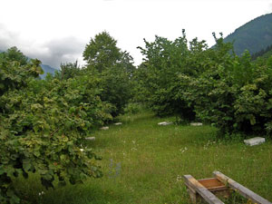 Fındıkta verim neden düşüyor?