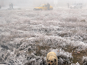 Kan donduran dehşet!