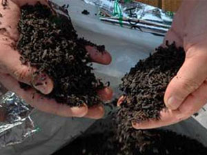 Trabzon Of’ta Piyasa Değeri 155 Bin TL Olan 25 Ton Kaçak Çaya El Konuldu