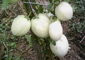 Karadeniz'de Pepino Meyve Verdi