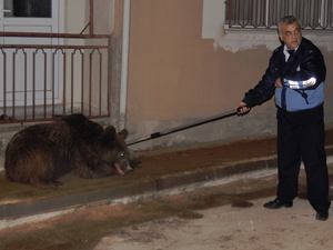 Şehrin göbeğinde ayı operasyonu