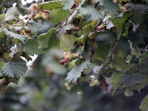 Organik fındık üretimi yaygınlaşıyor