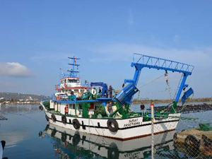 Hamsinin hikayesi yeniden yazılıyor