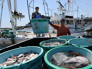 Balıklarda 124 kat fazla radyasyon