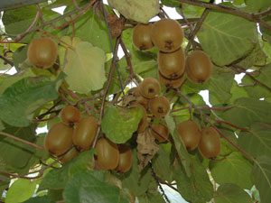 Rize'de kivi ve çayda büyük düşüş!