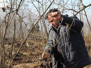Trabzon'da fındık tehdit altında