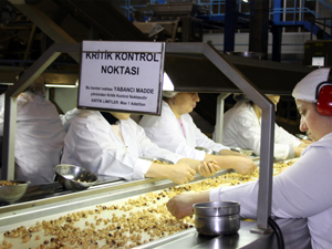 Fındıkta hedef 2,5 milyar dolar gelir