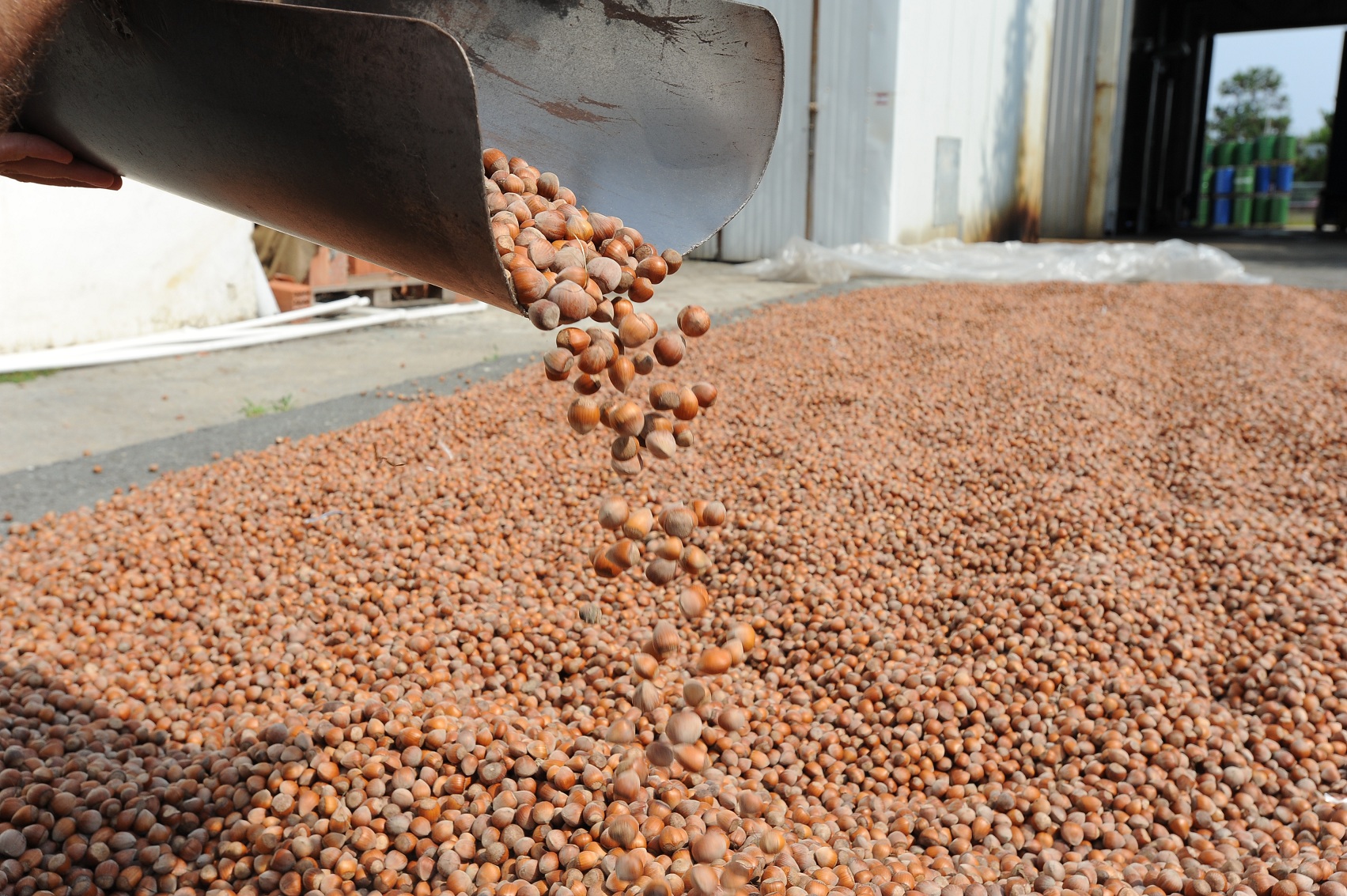 Türkiye'nin fındıkta hedefi büyük!