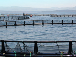 Trabzon'da balıkçılar sıkıntıda!