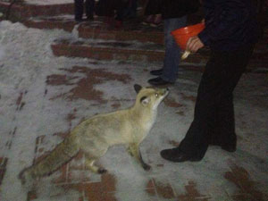 Artvin'de aç kalan tilki köye sığındı