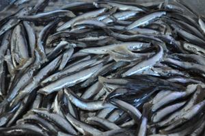 Hamsi en çok Türkiye'de avlanıyor