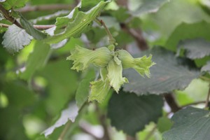 Trabzon'da fındık tarımı eğitimi semineri