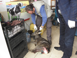 Trabzon'da yasak av cezası