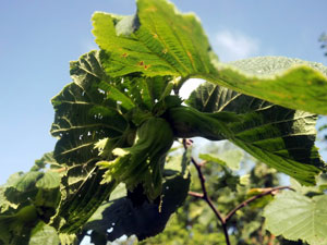 Türkiye'de milyon dolarlık fındık ihracatı