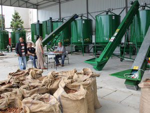 Trabzon'da fındık fiyatları düştü!