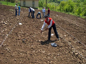 Ordu fasulyesine patent alındı