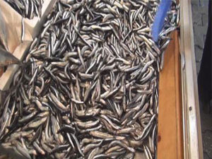 Hamsi fiyatları yüzleri güldürdü