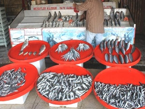 Hamsi avı şubat ile sonlandırılmalı