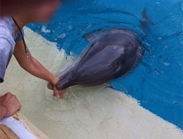 İlginç Olay: Yunusu dava etti!