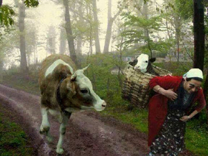 Samsun ile Artvin'i birbirine düşüren fotoğraf!