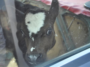 Ordu'da yavru dana arabalan gezdi