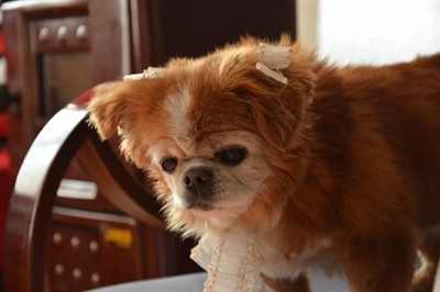 Köpeği ile cinsel ilişkiye girdi! Cezası ise...