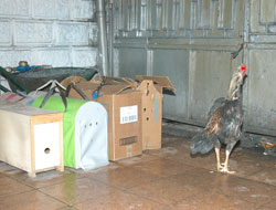 Horozların kavgasına jandarma baskını!