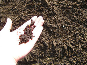 Çay ve fındıkta bunlara dikkat!