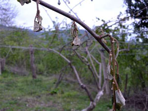 Bu manzara çiftçiyi korkutuyor